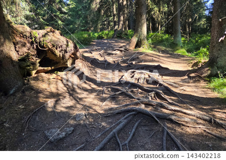 Forest Trail with Sunlit Tree Roots in a Serene Woodland Setting Forest Trail with Sunlit Tree Roots in a Serene Woodland Setting 143402218