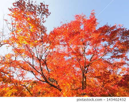 秋日的天空鋪滿了紅橙相間的楓葉。抬頭仰望秋葉。 (留白) 秋日的天空鋪滿了紅橙相間的楓葉。抬頭仰望秋葉。 (留白) 143402432