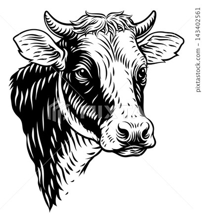 Cow Bull Face Head Vintage Woodcut Illustration 143402561