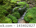 硫磺山、橫岳攀登，八嶽山脈，長野縣，山梨縣 143402827