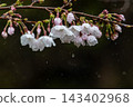 櫻花滴劑 #2 ● 0481 修剪 ① 143402968