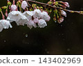 櫻花滴劑 #2 ● 0481 修剪 ② 143402969