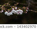 櫻花水滴 #2 ● 481元 143402970
