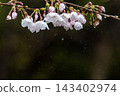 櫻花滴劑 #6 ● 1043 修剪 143402974
