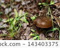 Brown mushrooms Brown mushrooms 143403375