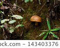 Brown mushrooms Brown mushrooms 143403376