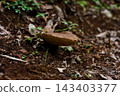 Thick, fleshy mushrooms Thick, fleshy mushrooms 143403377