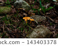 Red mushroom Red mushroom 143403378