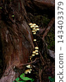 Nigakitake Nigakitake 143403379