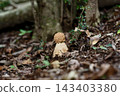 Amanita muscaria Amanita muscaria 143403380