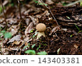 Amanita muscaria Amanita muscaria 143403381