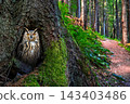 Young Owl Emerging From a Mossy Forest Tree 143403486