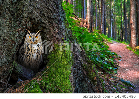 Young Owl Emerging From a Mossy Forest Tree Young Owl Emerging From a Mossy Forest Tree 143403486