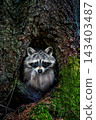 The raccoon cautiously climbs out of the hollow 143403487