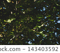 Sunlight filtering through maple tree leaves. Texture of maple branches in the rays of setting sun. Contrast forest motif for ecotourism, green energy, landscape architecture, organic branding and 143403592