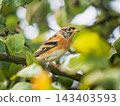 Wild male brambling finch sitting on apple tree branch with green leaves. Detailed close up portrait of Fringilla montifringilla in natural environment in garden. Wildlife and ornithology background 143403593