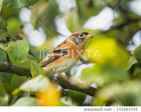 Wild male brambling finch sitting on apple tree branch with green leaves. Detailed close up portrait of Fringilla montifringilla in natural environment in garden. Wildlife and ornithology background Wild male brambling finch sitting on apple tree branch with green leaves. Detailed close up portrait of Fringilla montifringilla in natural environment in garden. Wildlife and ornithology background 143403593
