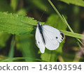 Wild green-veined white butterfly resting on vibrant green foliage in summer meadow. Detailed macro view of Pieris napi with white wings in natural habitat. Eco friendly botanical background 143403594