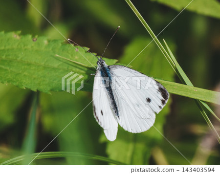 Wild green-veined white butterfly resting on vibrant green foliage in summer meadow. Detailed macro view of Pieris napi with white wings in natural habitat. Eco friendly botanical background Wild green-veined white butterfly resting on vibrant green foliage in summer meadow. Detailed macro view of Pieris napi with white wings in natural habitat. Eco friendly botanical background 143403594
