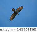 Wild European honey buzzard soaring high in clear blue sky. Low angle view of open wing raptor bird in natural habitat. Wildlife, ornithology background. Metaphor for financial growth, startup launch 143403595
