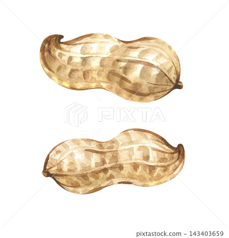 A pair of peanuts in a shell on an isolated background. Watercolor botanical illustration. A pair of peanuts in a shell on an isolated background. Watercolor botanical illustration. 143403659
