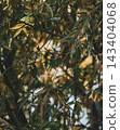 Thin willow tree branches with dark green and yellow leaves hanging down. Vertical nature background for forestry, thicket, environment conservation and wild wilderness concepts 143404068