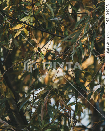 Thin willow tree branches with dark green and yellow leaves hanging down. Vertical nature background for forestry, thicket, environment conservation and wild wilderness concepts 143404068