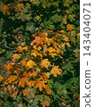Dense canopy of maple tree with bright orange and yellow foliage in october park. Vertical nature background for seasonal banner, autumn tourism and phone screen saver 143404071