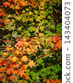 Colorful green, yellow and red maple leaves on tree branches under sunlight. Vertical nature background for seasonal travel, phone wallpaper and autumn festival banners 143404073