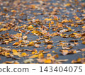 Natural carpet of bright yellow fallen foliage on wet asphalt sidewalk. Horizontal autumn background representing urban environment, street cleaning and seasonal change 143404075