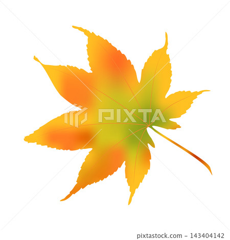 Colorful autumn maple leaf with green, yellow, and orange shades on a white background. Colorful autumn maple leaf with green, yellow, and orange shades on a white background. 143404142