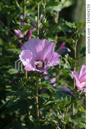 Purple Pink Hibiscus Syrian Mallow Flower Blooming on Shrub Vertical Close Up Purple Pink Hibiscus Syrian Mallow Flower Blooming on Shrub Vertical Close Up 143404239