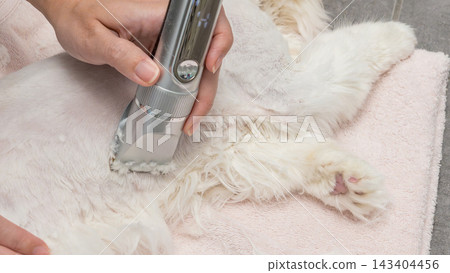 Grooming a white cat at home with electric clippers on a soft pink towel, showcasing the pet's fluffy fur and relaxed posture during the grooming process Grooming a white cat at home with electric clippers on a soft pink towel, showcasing the pet's fluffy fur and relaxed posture during the grooming process 143404456