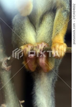 Squirrel Monkey Feet Gripping Branch Wildlife Close-Up for Nature Photography Squirrel Monkey Feet Gripping Branch Wildlife Close-Up for Nature Photography 143404602