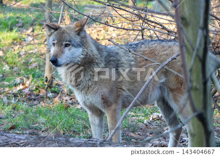 Wild Wolf in Natural Habitat: Majestic Predator in Woodland Setting for Wildlife Conservation Themes 143404667