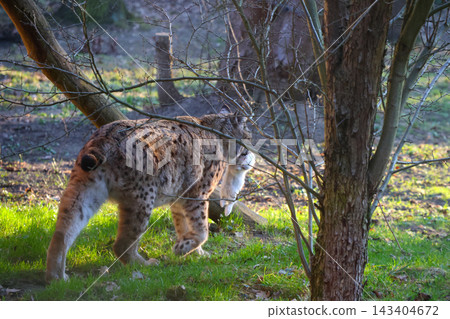 Elusive Lynx in Natural Habitat among Woodland Trees at Sunset Elusive Lynx in Natural Habitat among Woodland Trees at Sunset 143404672