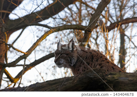 Lynx in Natural Habitat: Autumn Forest Wildlife Scene for Nature Enthusiasts Lynx in Natural Habitat: Autumn Forest Wildlife Scene for Nature Enthusiasts 143404678