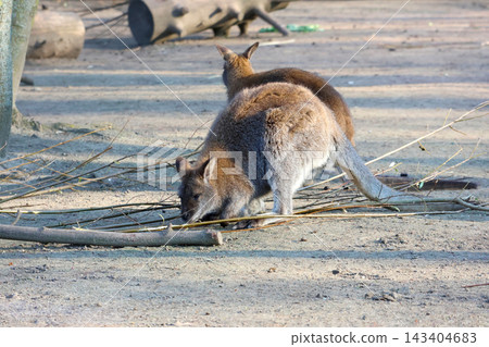 Curious Kangaroos Grazing: Nature Wildlife Photography for Conservation Awareness 143404683
