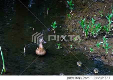 Mother Duck Leading Ducklings Through Tranquil Pond with Greenery Mother Duck Leading Ducklings Through Tranquil Pond with Greenery 143404684