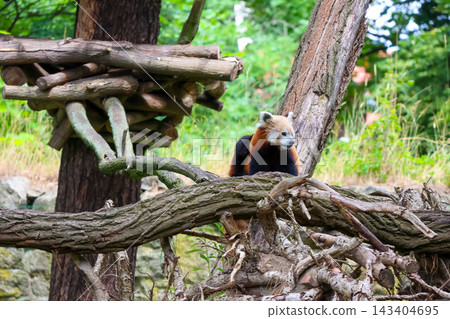 Red Panda Relaxing in Natural Habitat of a Forest Setting for Wildlife Photography 143404695