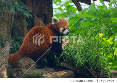 Red Panda Among Lush Greenery in a Tranquil Forest Setting 143404696