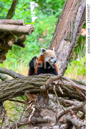 Red Panda Relaxing on a Tree Branch in Natural Habitat Red Panda Relaxing on a Tree Branch in Natural Habitat 143404697