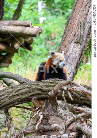 Playful Red Panda in Forest Habitat - Nature Wildlife Conservation Image Playful Red Panda in Forest Habitat - Nature Wildlife Conservation Image 143404704