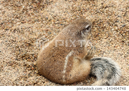Squirrel at Rest Amidst Pebbles - Nature and Wildlife Photography for Posters Squirrel at Rest Amidst Pebbles - Nature and Wildlife Photography for Posters 143404748