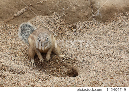 Curious Ground Squirrel Exploring Sandy Terrain in Natural Habitat Curious Ground Squirrel Exploring Sandy Terrain in Natural Habitat 143404749
