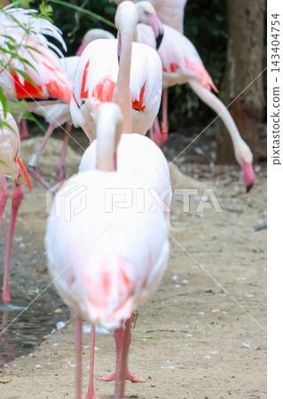Elegant Group of Flamingos in Natural Habitat for Wildlife Photography Elegant Group of Flamingos in Natural Habitat for Wildlife Photography 143404754