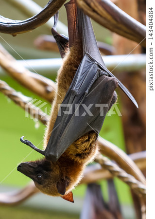 Bat Hanging Upside Down Amidst Vines in Natural Habitat for Wildlife Conservation Design Bat Hanging Upside Down Amidst Vines in Natural Habitat for Wildlife Conservation Design 143404884