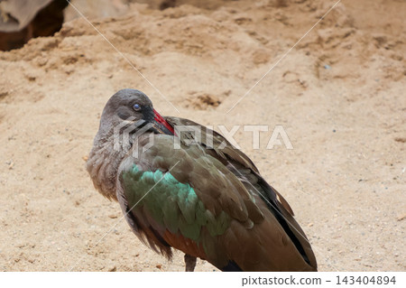 Tranquil Bird Resting on Sandy Terrain with Vibrant Plumage Tranquil Bird Resting on Sandy Terrain with Vibrant Plumage 143404894