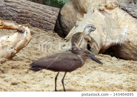 Woodland Wildlife Harmony: Squirrel and Bird in Natural Habitat Woodland Wildlife Harmony: Squirrel and Bird in Natural Habitat 143404895