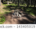 Forest Trail with Tree Stump Highlighting Nature's Cycle and Wilderness Ambience 143405019